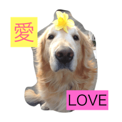 [LINEスタンプ] Rakkun dayo 2