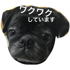 [LINEスタンプ] 美パグのだいふくちゃん ver.2
