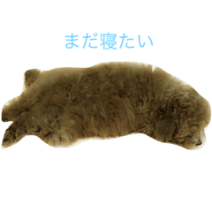 [LINEスタンプ] 日常で使えるわんちゃん