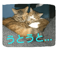 [LINEスタンプ] 今日の出来事。猫スタンプ
