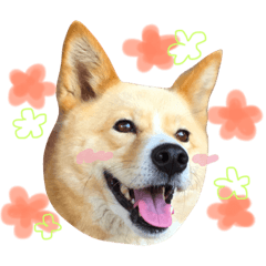 [LINEスタンプ] korowan