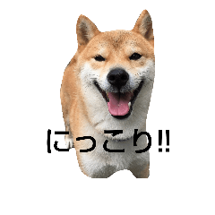 [LINEスタンプ] 柴犬タロの日常