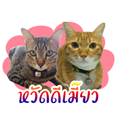 [LINEスタンプ] Cat Indy P.Fagthong,N.Tangtai