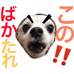 [LINEスタンプ] お犬様様