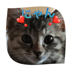[LINEスタンプ] とても可愛いワンニャン家族