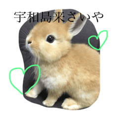 [LINEスタンプ] 宇和島弁で喋るきなこ