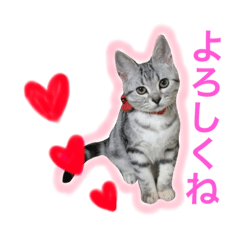 [LINEスタンプ] アメショ猫のにゃろちゃんスタンプ