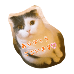 [LINEスタンプ] スコティッシュフォールドの ちーちゃん