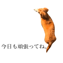 [LINEスタンプ] 私の犬のアイです。