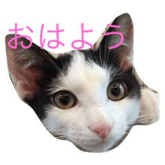 [LINEスタンプ] ふうた君スタンプ