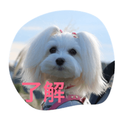 [LINEスタンプ] マルチーズのリオン
