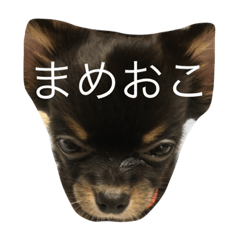 [LINEスタンプ] チワワのまめまめスタンプ
