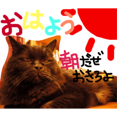 [LINEスタンプ] 俺の名前はノア！！