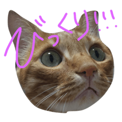 [LINEスタンプ] さぶこた