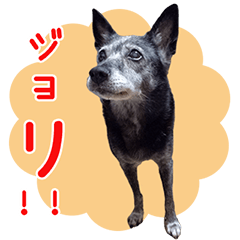 [LINEスタンプ] 愛犬ジョリちゃん