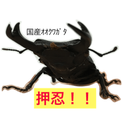 [LINEスタンプ] クワガタ＆かぶと虫スタンプ