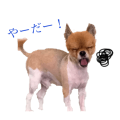 [LINEスタンプ] チワワパーク