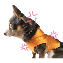 [LINEスタンプ] チワワのチョコさん。