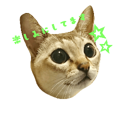 [LINEスタンプ] シンガプーラのアンバーさん。