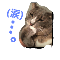 [LINEスタンプ] ごまめ