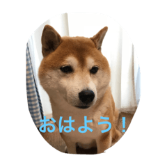 [LINEスタンプ] 柴犬ギャングりゅう