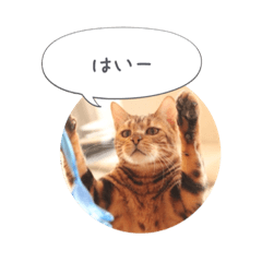 [LINEスタンプ] dotarrow bengal