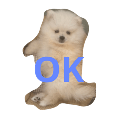 [LINEスタンプ] ポメラニアンのふうちゃん  1