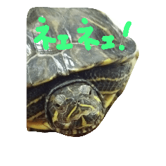 [LINEスタンプ] Wada家の亀
