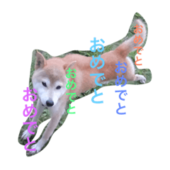 [LINEスタンプ] Siba dog's New year greeting.