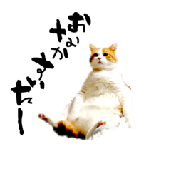 [LINEスタンプ] とらにゃん猫スタンプ