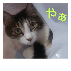 [LINEスタンプ] Talking with Cat Mofu 2