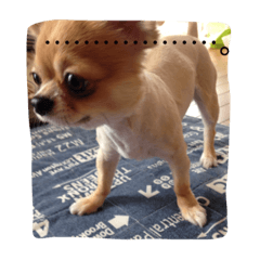 [LINEスタンプ] ウチのバカ犬2