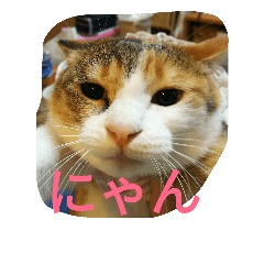 [LINEスタンプ] うちのわらびちゃん