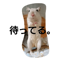 [LINEスタンプ] スナネズミ飼い専用