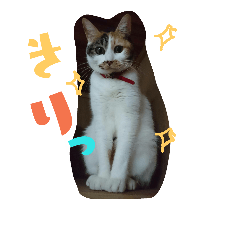 [LINEスタンプ] 我が家の猫です٩( 'ω' )و