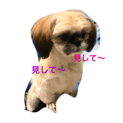 [LINEスタンプ] シーズン犬スタンプ