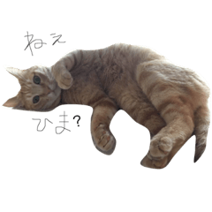 [LINEスタンプ] かわいいネコ2