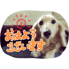 [LINEスタンプ] わんこはっちゃん