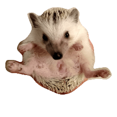 [LINEスタンプ] ハリネズミのきなことあんこ