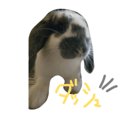 [LINEスタンプ] うさぎのぱんくん