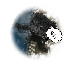 [LINEスタンプ] トイプードル のゎぽー