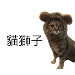 [LINEスタンプ] meow meow meow meow meow meow