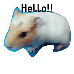 [LINEスタンプ] Guinea pig tian tian