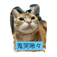 [LINEスタンプ] 猫と四字熟語の画像（メイン）