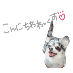 [LINEスタンプ] こんにちわわっくす