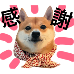 [LINEスタンプ] 豆柴にこちゃん2（毎日使う言葉たち）