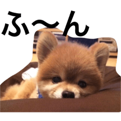 [LINEスタンプ] ポメラニアン鈴木ぽむの写真スタンプ2