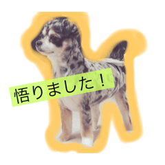 [LINEスタンプ] wanko-days1