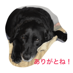 [LINEスタンプ] 黒ラブ  ふぅのまいにち