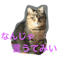 [LINEスタンプ] うちの猫と地域猫